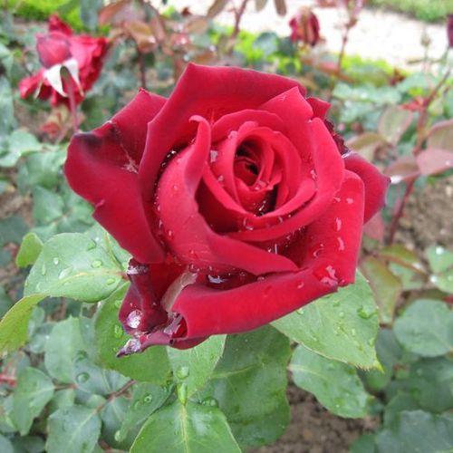 Rosa  Edith Piaf® - czerwony  - Róże pienne - z kwiatami hybrydowo herbacianymi - korona równomiernie ukształtowana